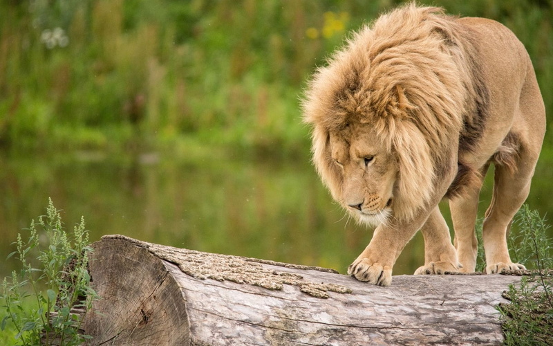 animal themes, wood - material, king, no people, brown, animal wildlife, Lion, Animals, animal, mammal, outdoors, cat, day, big cat, feline, one animal