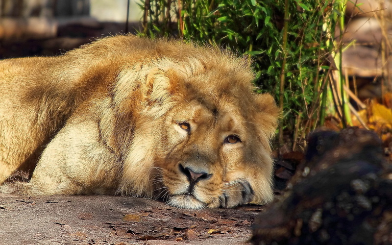 relaxation, carnivora, land, animal head, undomesticated cat, animal themes, no people, Lion, day, cat, animals in the wild, King beasts, domestic animals
