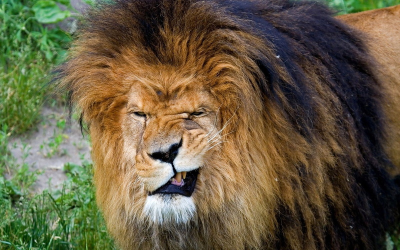 whisker, King of beasts, cat, one animal, animals in the wild, safari, mammal, day, Mane, close-up, Lion, mouth open, carnivora, 1080P, undomesticated cat