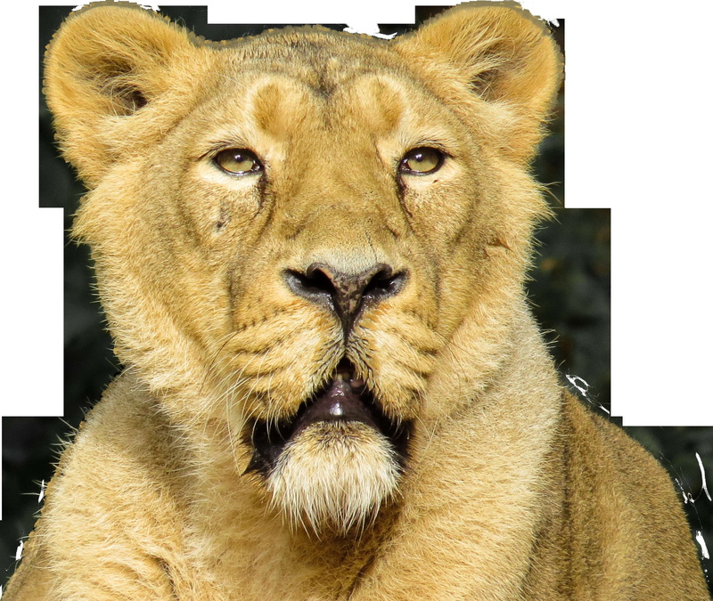 power, lion, lion - feline, isolated, close-up, lion head, king, mammal, 2K, whisker, cat, wildlife, wild, animal, looking at camera, portrait, predator