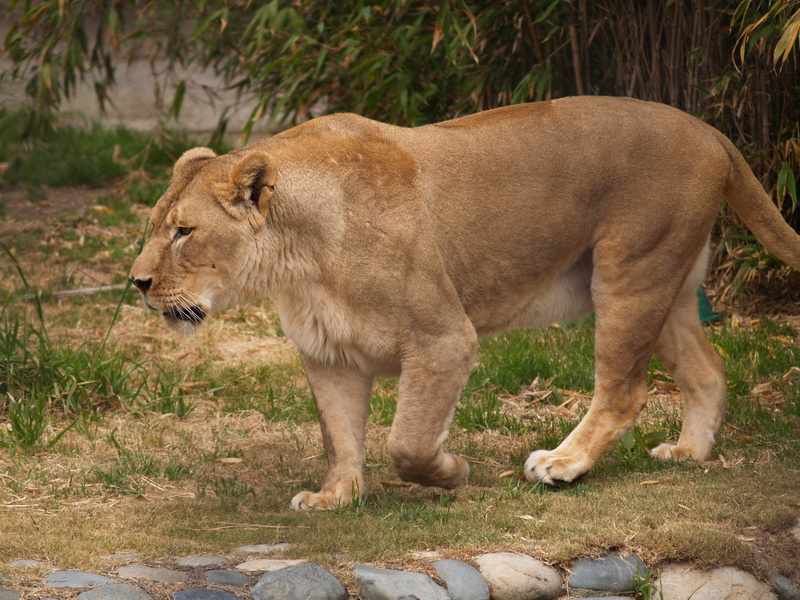 cat, female animal, no people, Lion, outdoors, one animal, undomesticated cat, Grass, plant, King of beasts, vertebrate, animals in the wild, nature, carnivora