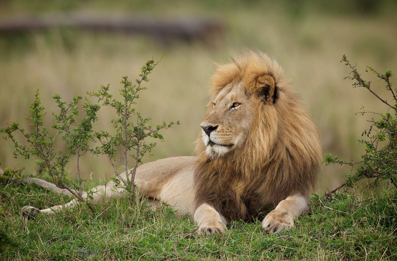 outdoors, relaxation, mammal, vertebrate, Leo, 1080P, carnivora, nature, male animal, no people, one animal, day, lion, feline, field, brown, lion - feline