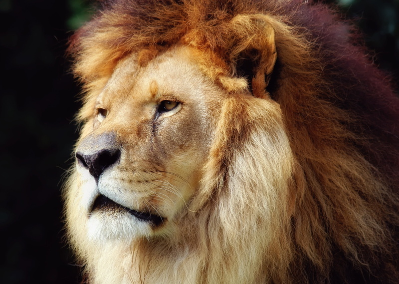 animal, mammal, animal hair, looking away, no people, Leo, focus on foreground, animal head, animals in the wild, the king of beasts, close-up, looking