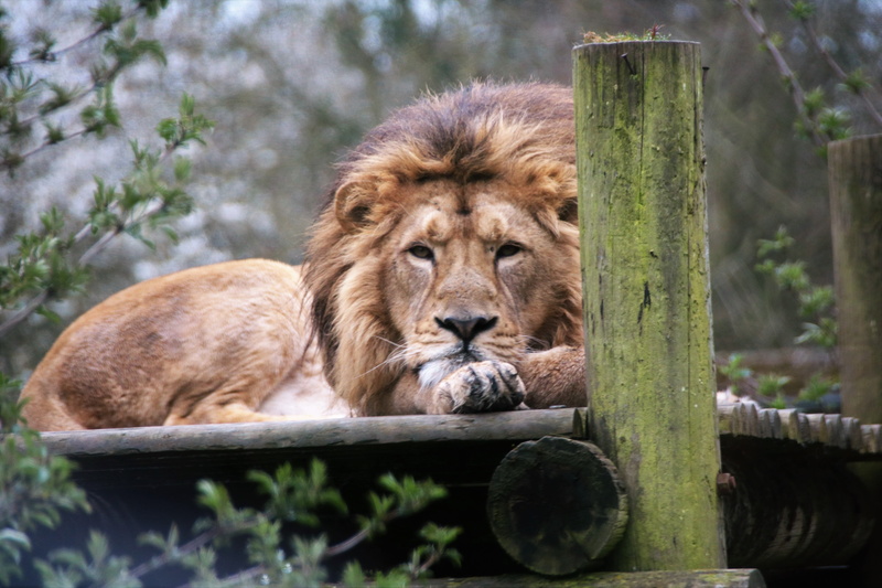 pride, Feline, vertebrate, male animal, no people, lion - feline, predator, outdoors, King, relaxation, big, Majestic, animal wildlife, beast, mane, wildlife