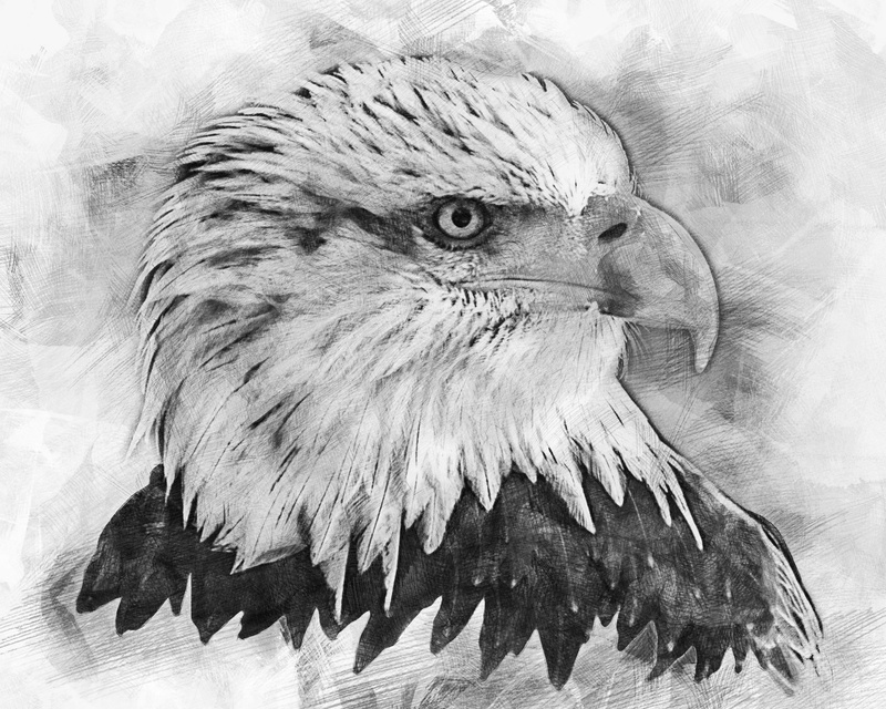 bald eagles, nature, wildlife, bird of prey, no people, eagle - bird, animals in the wild, digital composite, animal wildlife, vertebrate, graceful, digital manipulation