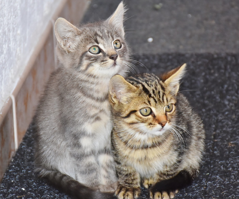 group of animals, two, baby cats, feline, domestic, animal family, young cat, mammal, domestic cat, kittens, silver, cat portrait, fluffy, young cats, domestic animals