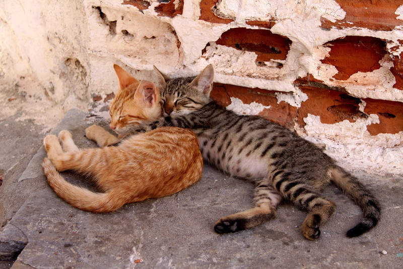 lying down, cat, tabby, animal, no people, snuggle, relaxation, kitten, feline, animal family, pet, resting, animal themes, vertebrate, domestic cat, mammal