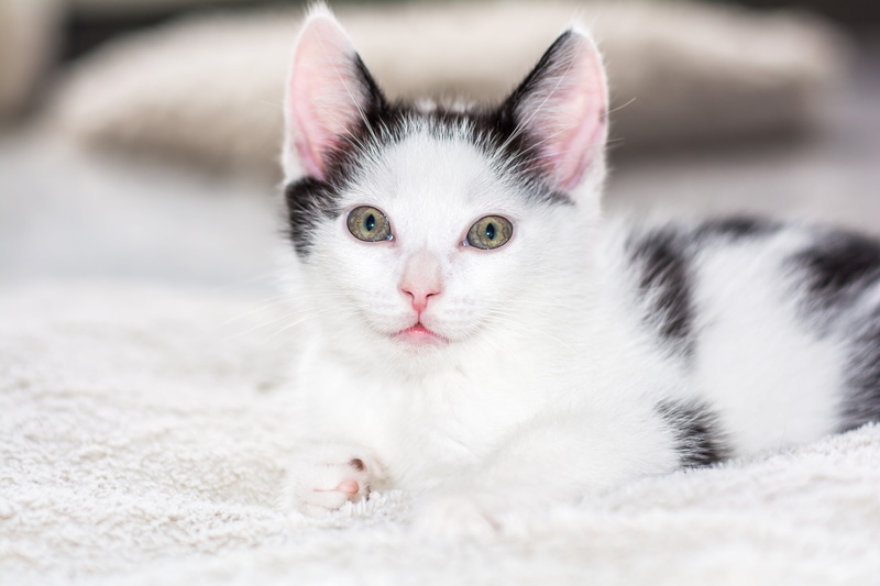 charming, cat, baby, black, attention, beautiful, dear, cat family, white color, relaxation, domestic, mammal, snuggle, whisker, close-up, baby cat, portrait