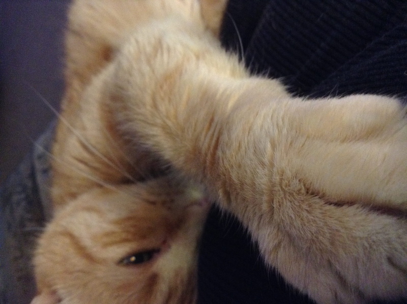 whisker, animal themes, snuggling, domestic, no people, one animal, animal body part, cat, domestic animals, relaxation, animal leg, close-up, hair, animal hair