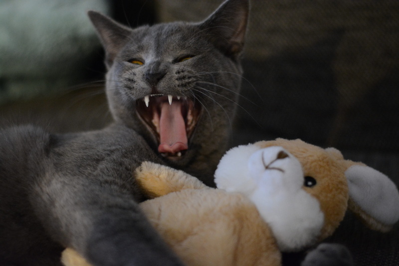 baby cat, dear, indoors, yawning, cute, plush, domestic cat, fur, mieze, snuggle, 5K, kitten, no people, pet, sweet, cats eyes, mouth, animal body part
