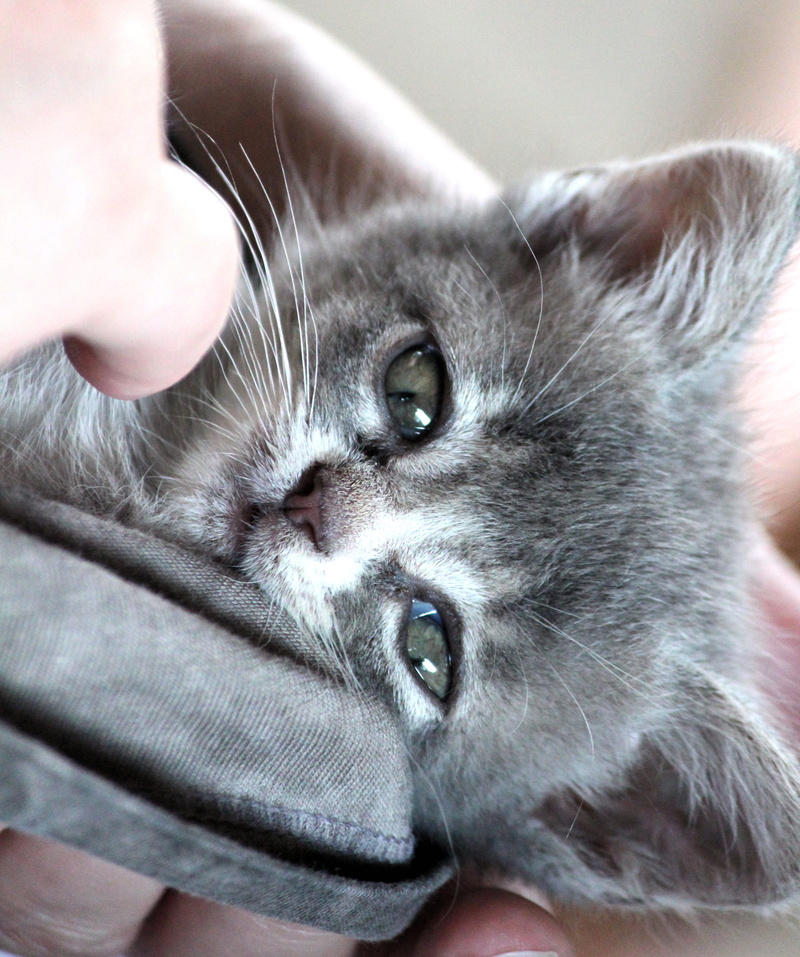domestic animals, animal world, young animal, cat, real people, close-up, human hand, one person, fluffy, pet owner, whisker, feline, domestic cat, mieze