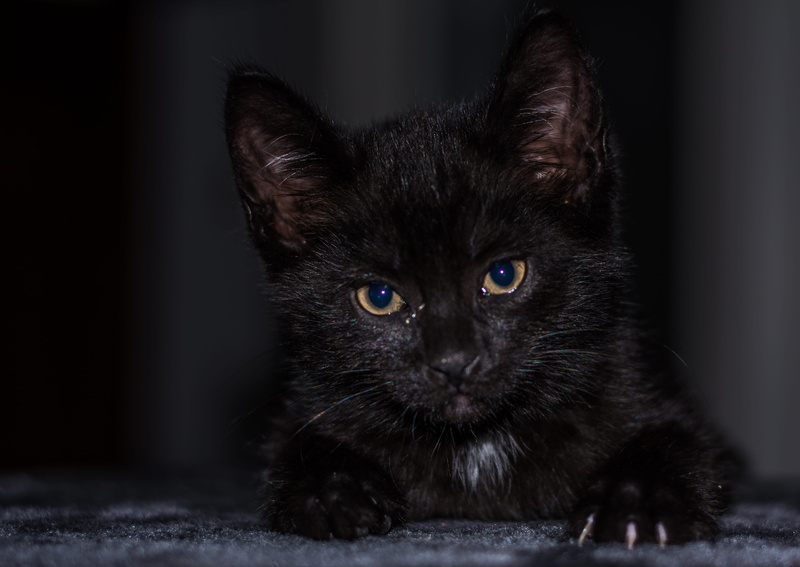 baby cat, cat baby, cat portrait, baby, attention, whisker, cats eyes, adidas, Cat, cute, black color, animal, cat family, close-up, animal body part, feline
