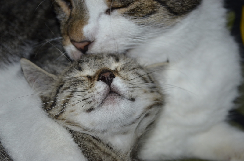 domestic cat, one animal, animal, tabby, no people, cat, friends, mother, indoors, domestic, animal nose, domestic animals, sleeping, child, motherly love