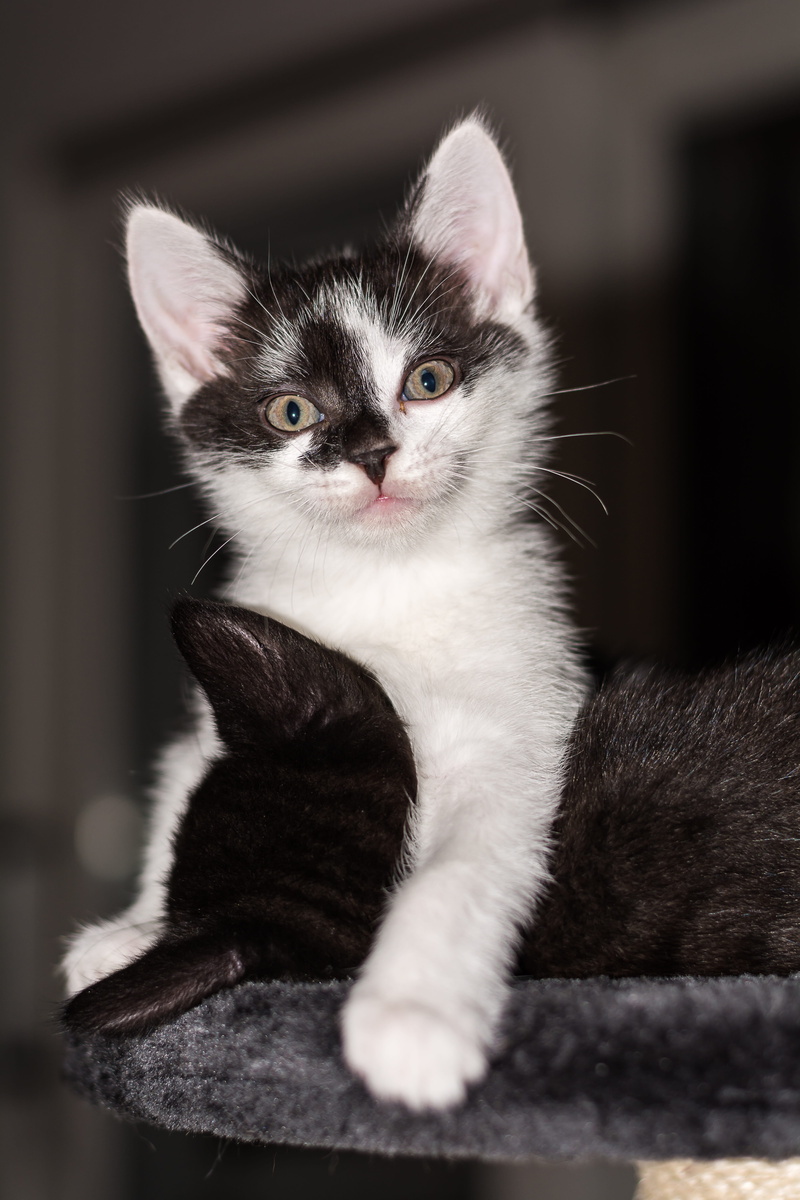 young Animal, cat portrait, adidas, kitty, sitting, cute, Kitten, mieze, portrait, animal themes, attention, domestic Cat, looking, white, fluffy, black cat