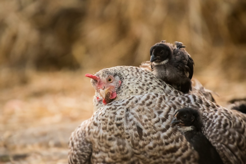 fluff, animals in the wild, protection, vertebrate, snuggle, animal body part, mouth open, two animals, focus on foreground, young animal, protect, chicken