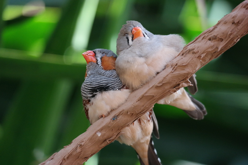 zebra finch, animal, sleep, wood - material, day, tree, no people, animals in the wild, 5K, animal themes, exotic, care, plumage, nature, snuggle, animal family