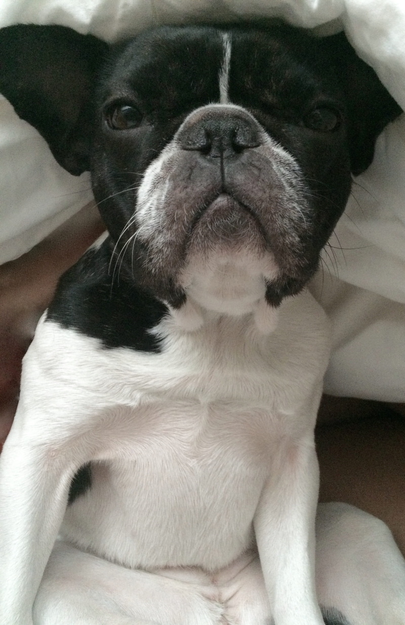 small, vertebrate, portrait, snuggle, looking at camera, furniture, 2K, dog, french, sleepy, cute, home interior, bed, close-up, cuddle, one animal, indoors