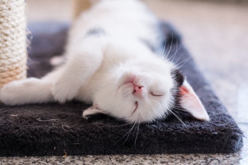 day, pets, babycat, mieze, beautiful, area, kitten, adidas, cat baby, focus on foreground, attention, relaxation, close-up, cat portrait, domestic animals