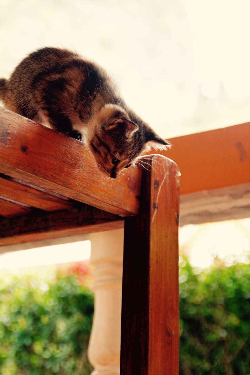 focus on foreground, attention, pet, small cats, cat baby, kitten, monkey, animals in the wild, low angle view, day, sweet, mammal, animal themes, 5K