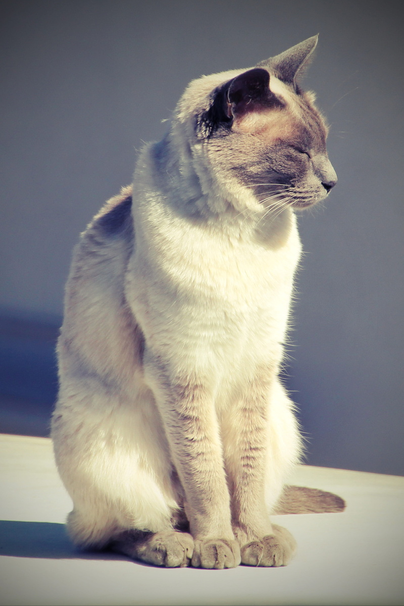 indoors, mammal, breed cat, whisker, animal, fur, no people, snuggle, animal themes, full length, domestic animals, table, domestic, looking away, pet