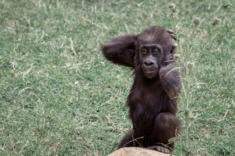 snuggle, zoo hannover, animal portrait, vertebrate, animal world, young animal, grass, animal themes, nature, gorilla, gorilla child, day, ape, animal wildlife