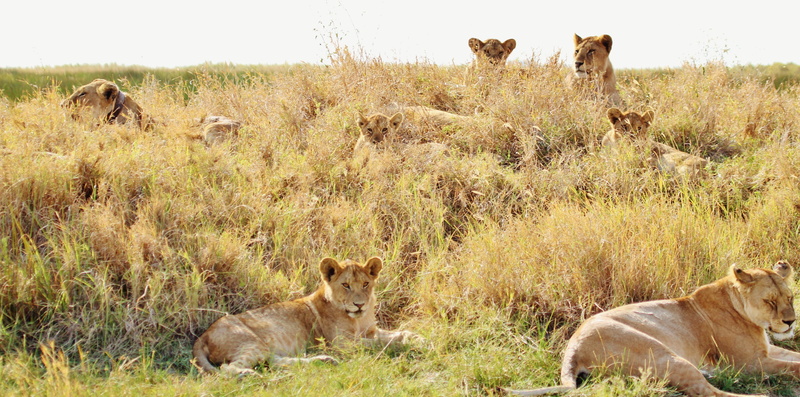 wildlife, domestic animals, lion - feline, cat, female lions, animal family, feline, land, pride, lions, day, animal themes, carnivore, no people, grass