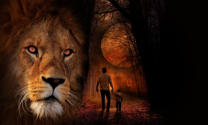 animals, wild, outdoors, face, night, family, king, nature, one animal, lion - feline, beauty, big cat, looking away, feline, danger, dangerous, africa