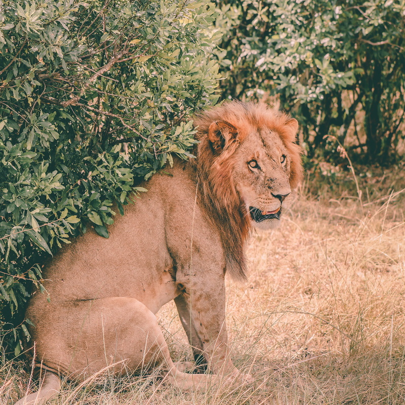 no people, vertebrate, day, animal themes, beside, animals in the wild, outdoors, lion, lion - feline, grass, nature, animal wildlife, pets, tree, land