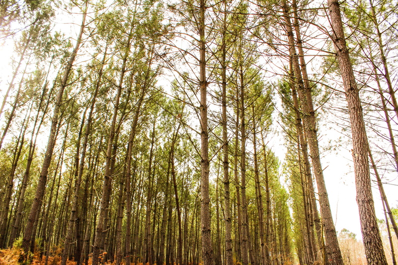 pine woodland, bamboo - plant, coniferous tree, growth, trunk, morning, mystical, bamboo grove, beauty in nature, no people, environment, tree canopy, scenics - nature