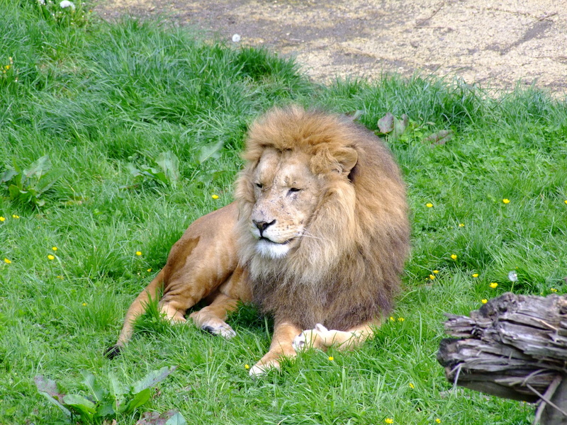 relaxation, cat, man, no people, nature, animal wildlife, feline, land, zoo, day, 4K, vertebrate, field, plant, animals, animals in the wild, sitting