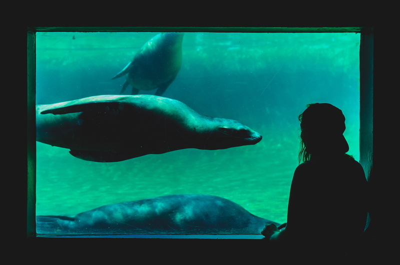 underwater, fish, sea, glass - material, one person, guy, lion, silhouette, tank, innocence, sea life, watching, sea lion, water, animal wildlife, looking