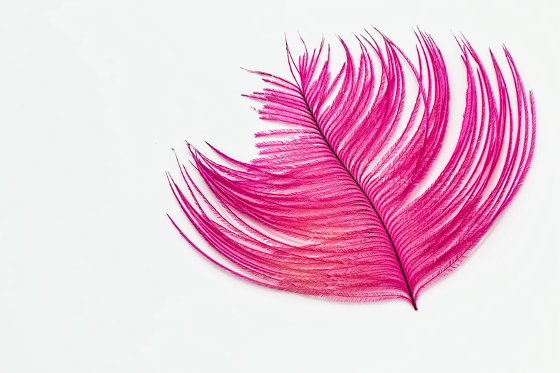 leaves, colorful, tickle, fragility, pink color, cut out, shape, nature, still life, no people, pattern, feather, 5K, softness, red, vulnerability, purple