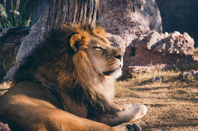 vertebrate, no people, male, carnivora, cat, animal, animal themes, mouth open, relaxation, zoo, lion, 4K, predator, animal head, big cat, african, animal wildlife