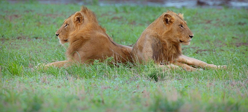 mammal, two animals, side view, group of animals, female animal, Wildlife, 1080P, grass, African, cat, animals in the wild, animal family, nature, lion - feline