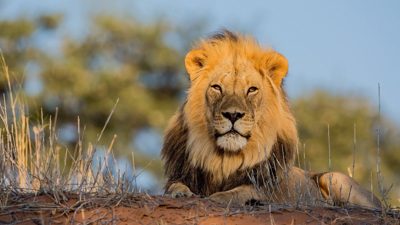 predator, animal, africa, day, wild, portrait, carnivora, male, looking at camera, fur, african, leo, 1080P, mane, animal themes, undomesticated cat, feline