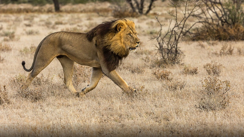 male, animal themes, animal, nature, hd, desktop, plant, running, animal wildlife, cat, mammal, predator, outdoors, animals hunting, survival
