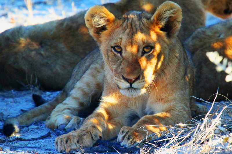 safari, lions, one animal, wild, resting, lion - feline, big Cat, feline, cat, no people, carnivora, african, vertebrate, mammal, africa, animal wildlife