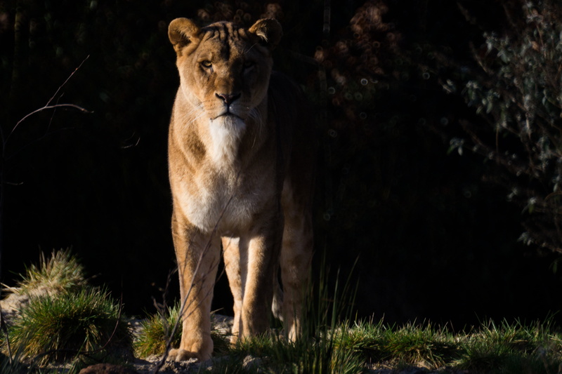 wilderness, standing, nature, vertebrate, one animal, outdoors, african, lion, feline, lioness, no people, carnivore, animals in the wild, 5K, cat, dangerous