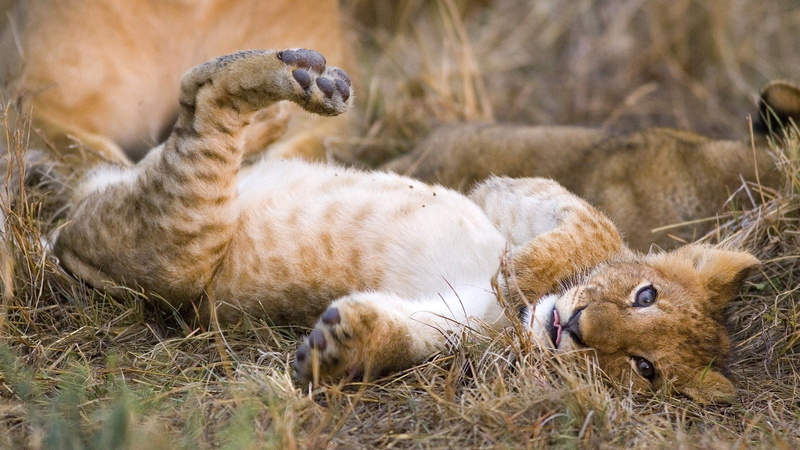 1080P, animals, african, lions, mara, kenya, cubs