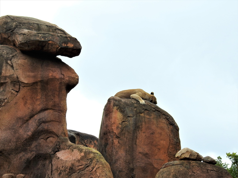 vertebrate, king, clear sky, predator, low angle view, mammal, african, animal, rock - object, solid, monkey, day, 4K, wildlife, rock formation, no people
