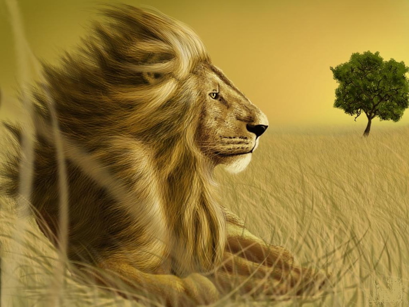 animals, cats, art, Lion, 480P, leo, hd, king