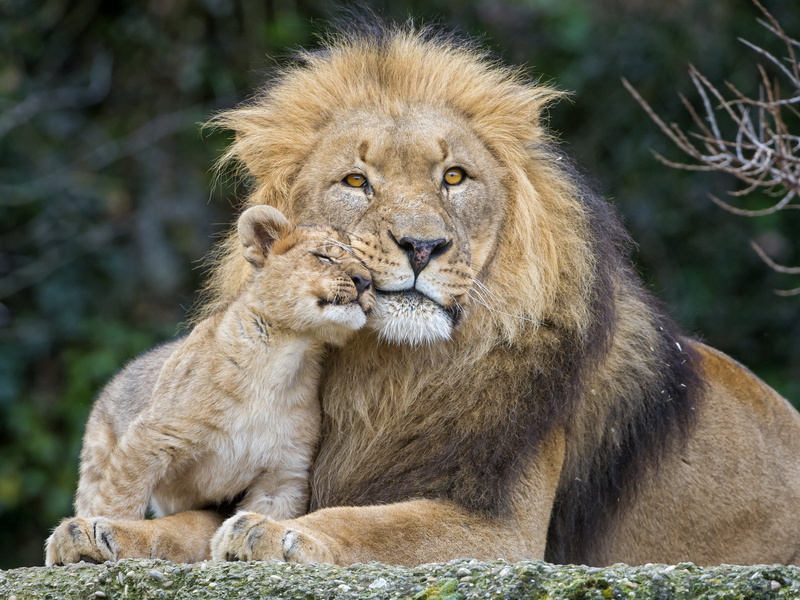 Leo, sitting, 4K, savannah, masai Mara National Reserve, cat, animals And Pets, africa, close-up, mane, wild Animals, outdoors, animals In The Wild, lion