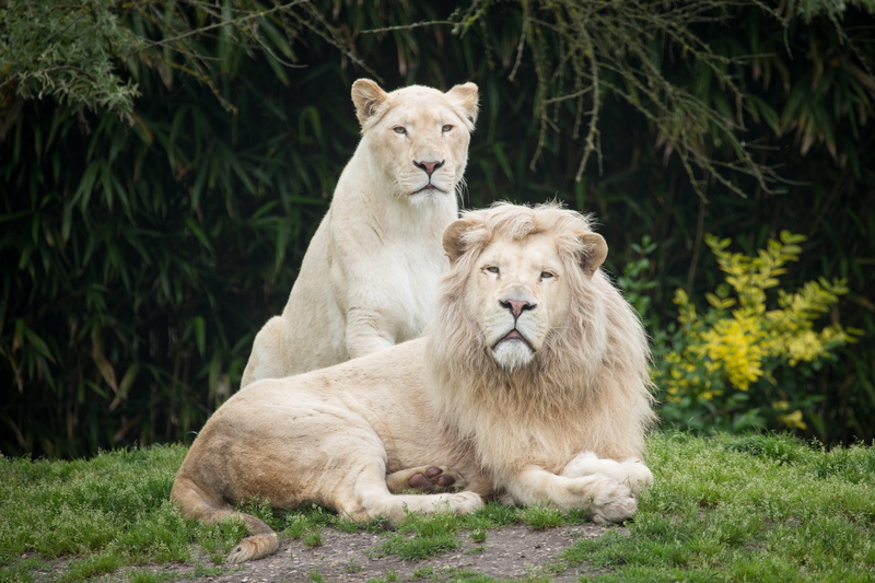 albino, fur, safari, big Cat, savannah, wildlife, mane, mammal, large, cats, carnivora, domestic animals, undomesticated Cat, cat, two, pets, outdoors
