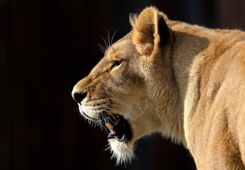 the dark background, lioness, 1080P, face, Leo, mustache, look, panthera leo, big cat