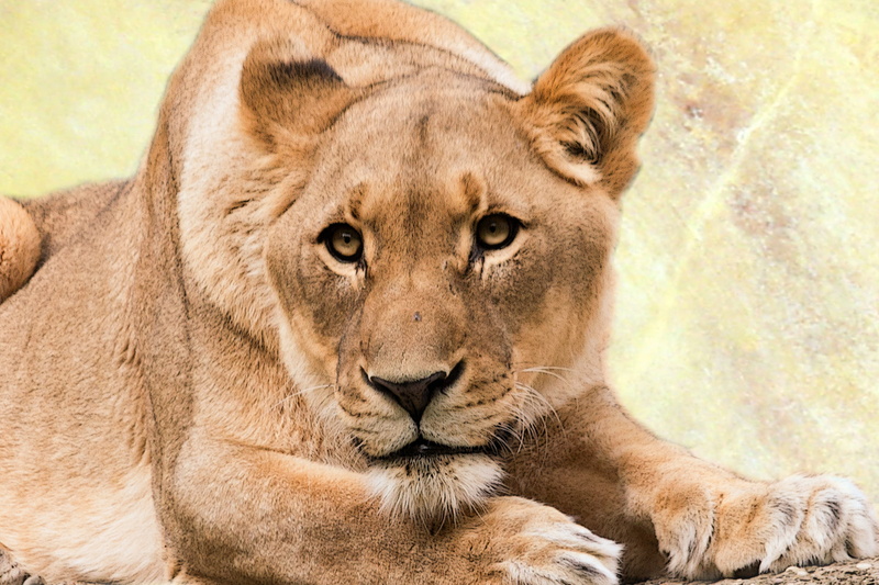 safari Animals, carnivora, safari, national park, outdoors, wild, lion, large, animals In The Wild, lion - Feline, wildcat, undomesticated Cat, wildlife