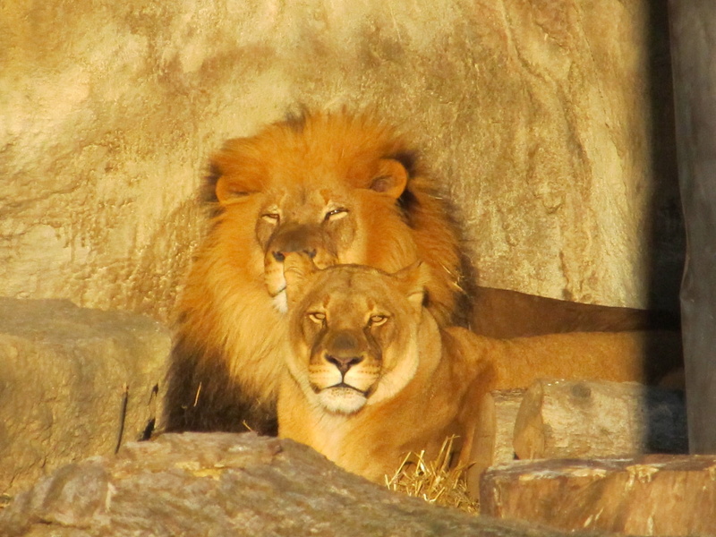 lioness, africa, undomesticated Cat, looking, lion - Feline, mammal, resting, animal head, lion family, animals in captivity, animal wildlife, carnivore