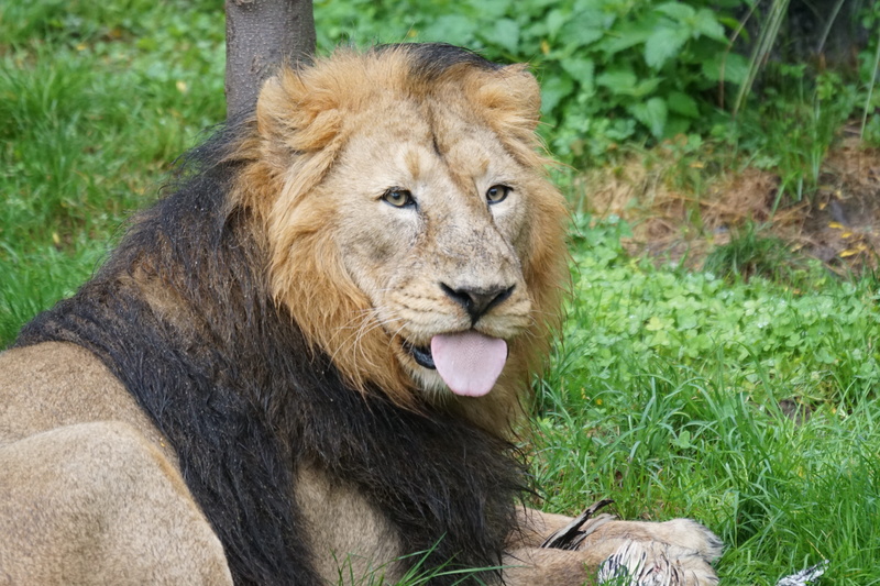 no people, lioness, majestic, nature, mammal, animal themes, day, grass, male, animal wildlife, lion, big cat, feline, food, plant, animals in the wild
