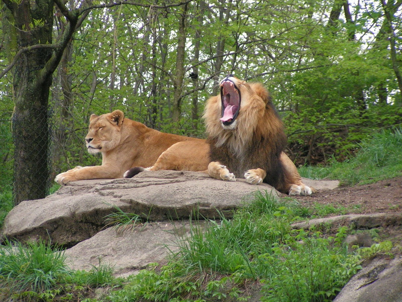vertebrate, predator, wildlife, 720P, land, leo, cat, carnivore, animal wildlife, feline, panthera, relaxation, lioness, animal themes, day, lion, mane