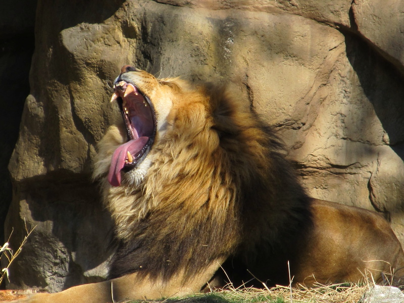 zoo, panthera leo, facial expression, resting, tongue, nature, mouth, feline, yawning, aggression, roaring, animal tongue, teeth, big cat, mouth open, mammal