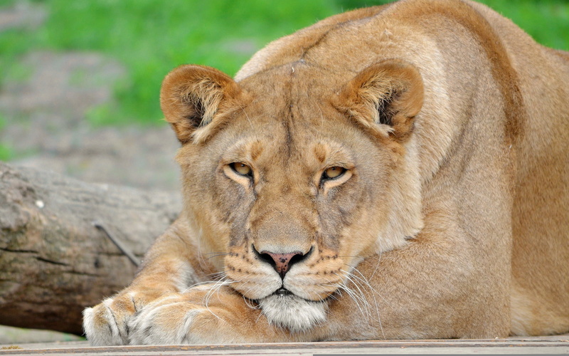 lioness, face, Leo, panthera leo, 2K, mustache, stay, look, paws